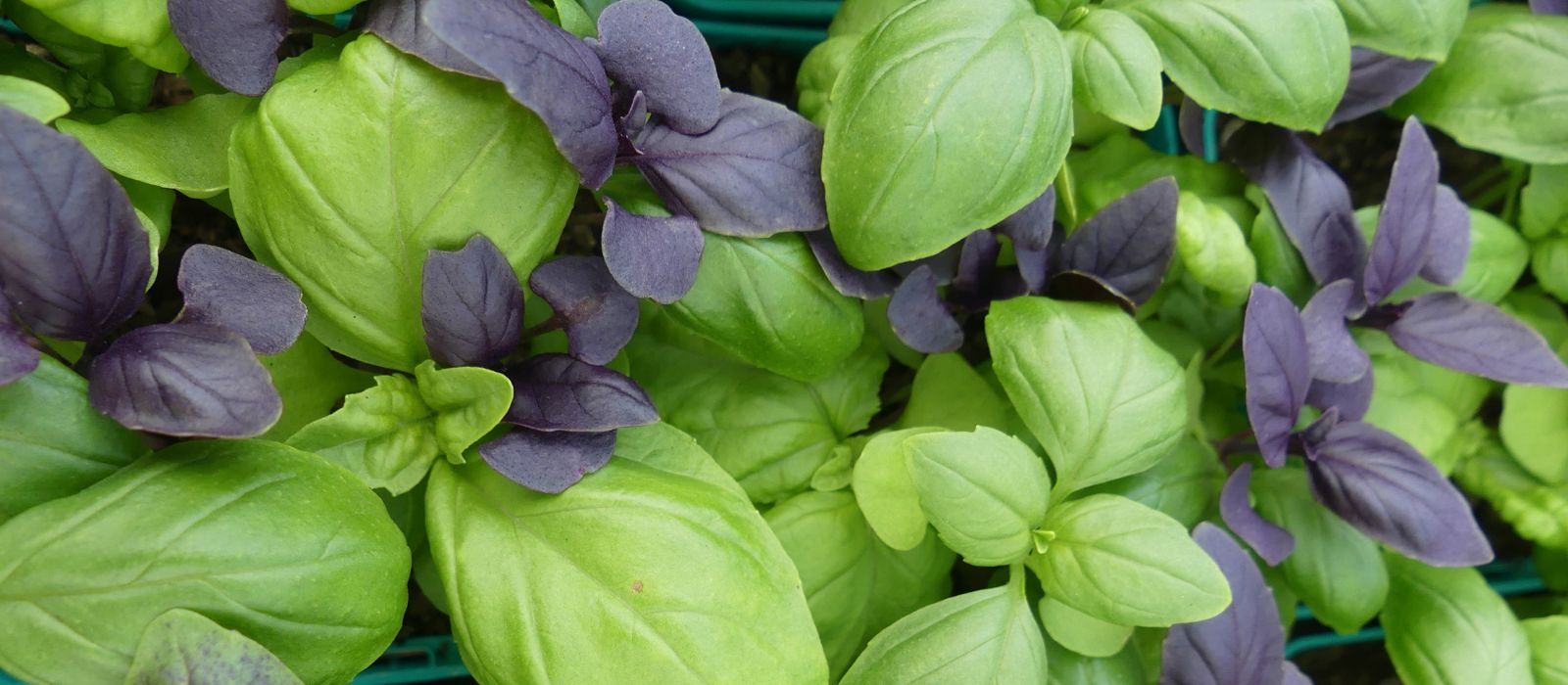 Basil Mixed Basil Mixed