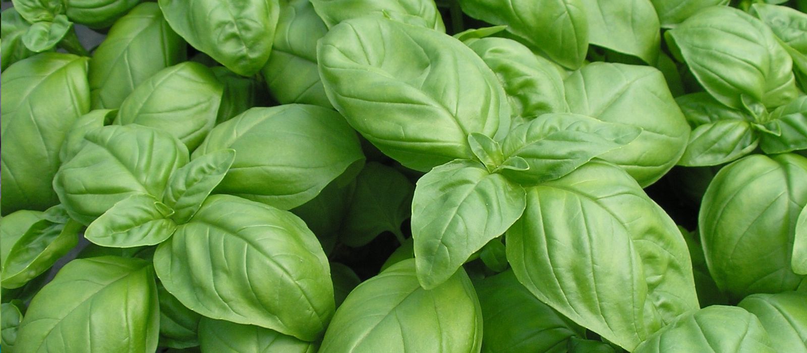 Basil Pesto Party
