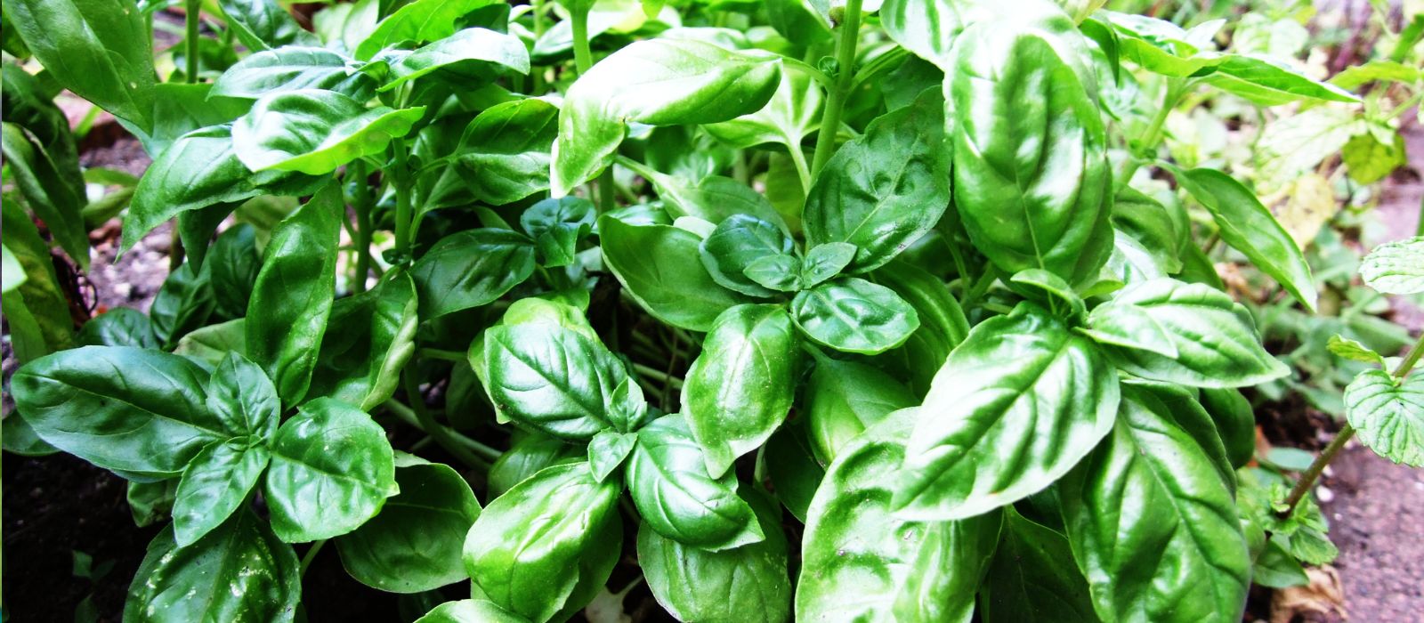Basil Sweet Basil Sweet