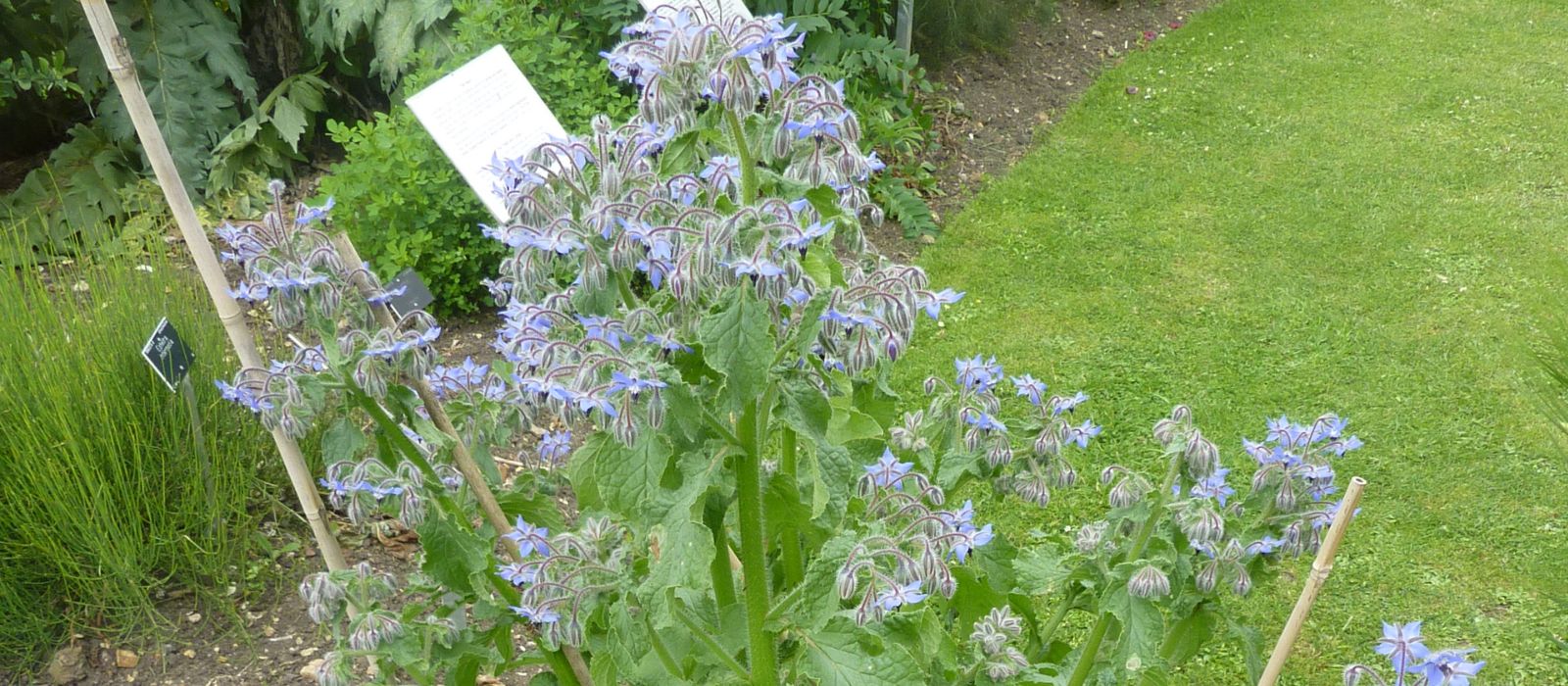 Basil Sweet