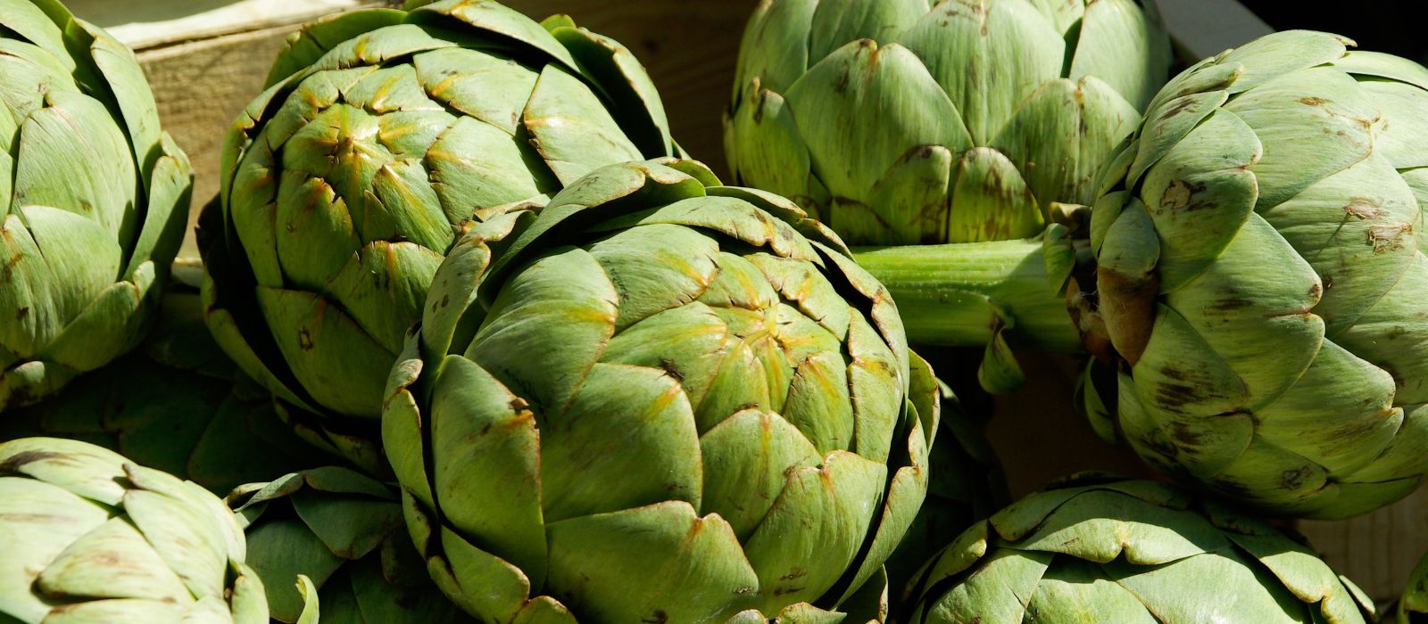 Artichoke Green Globe