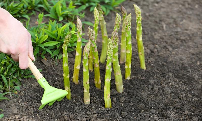 Planting Asparagus, Growing Asparagus, Oderings Asparagus