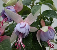 Fuchsias, shrub