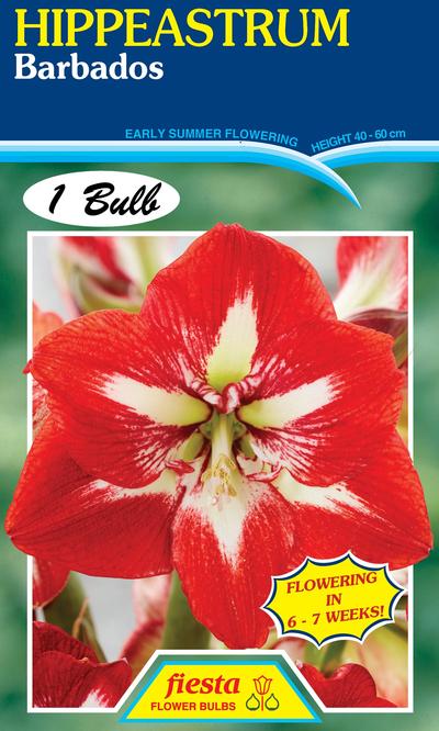 Hippeastrum Barbados