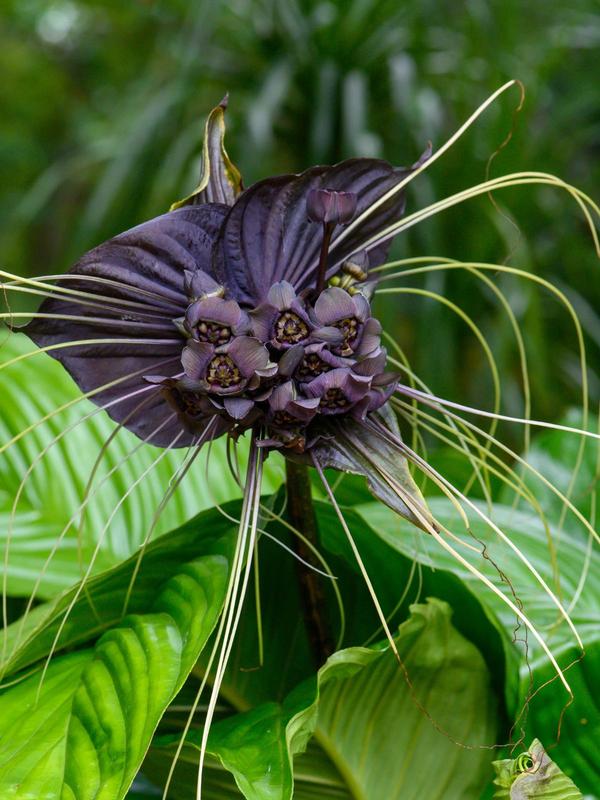 Tacca Chantrieri (Bat Flower)