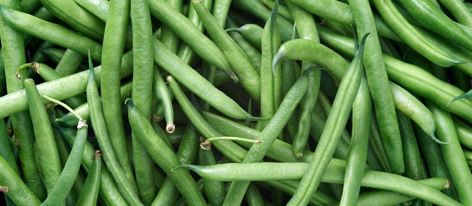 Growing Beans Growing Beans