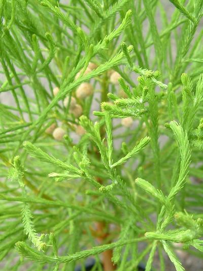 Berzelia Lanuginosa ‘Button Bush’