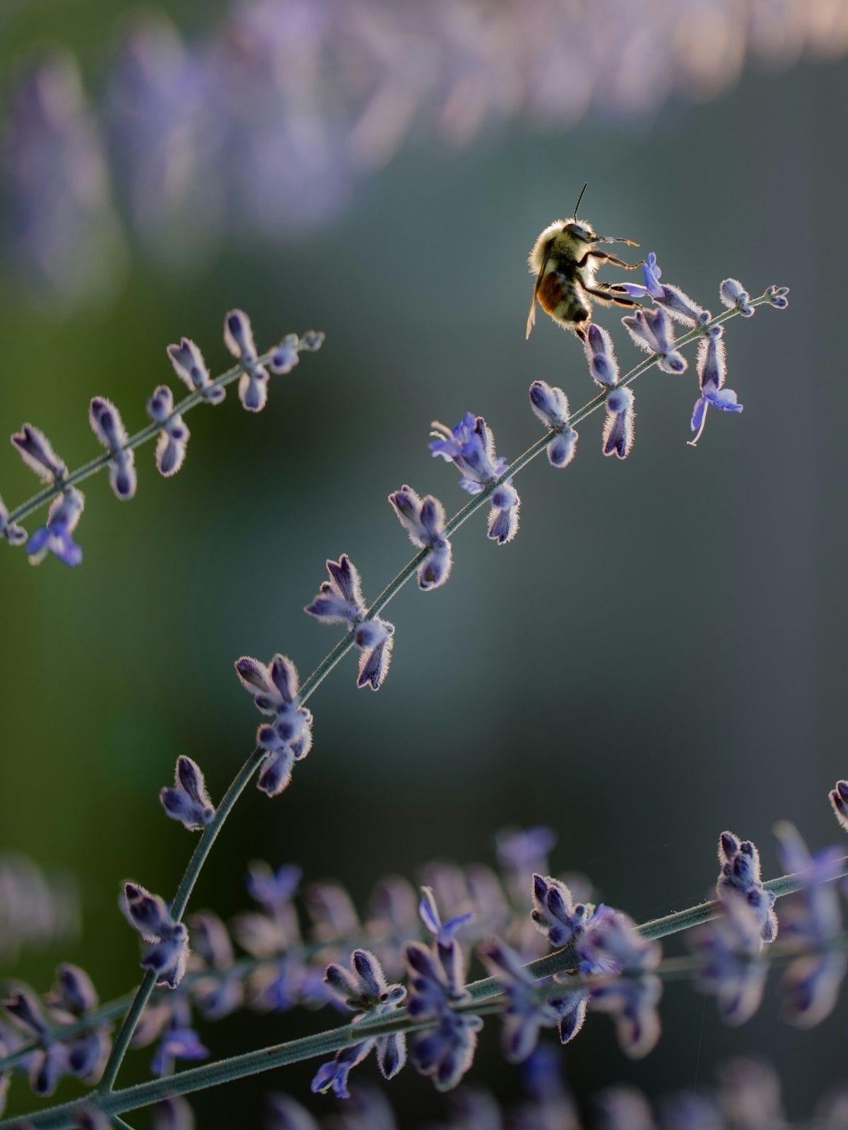 Beneficial Insects