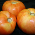 Tomato Dr, best results, 