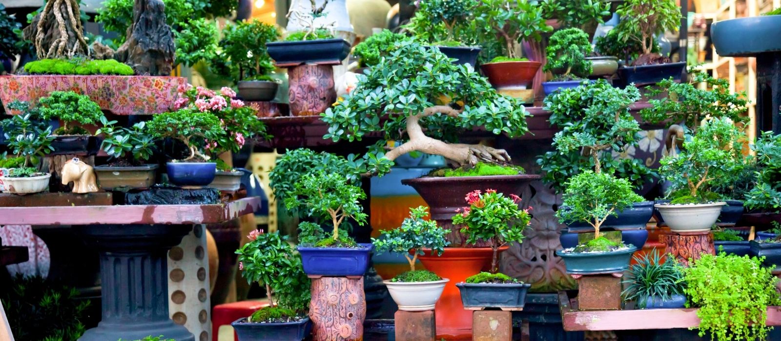 Bonsai – Living Art Bonsai – Living Art