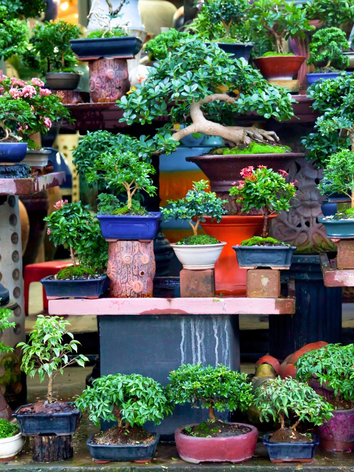 Bonsai – Living Art