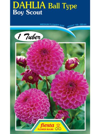 Dahlia Boy Scout
