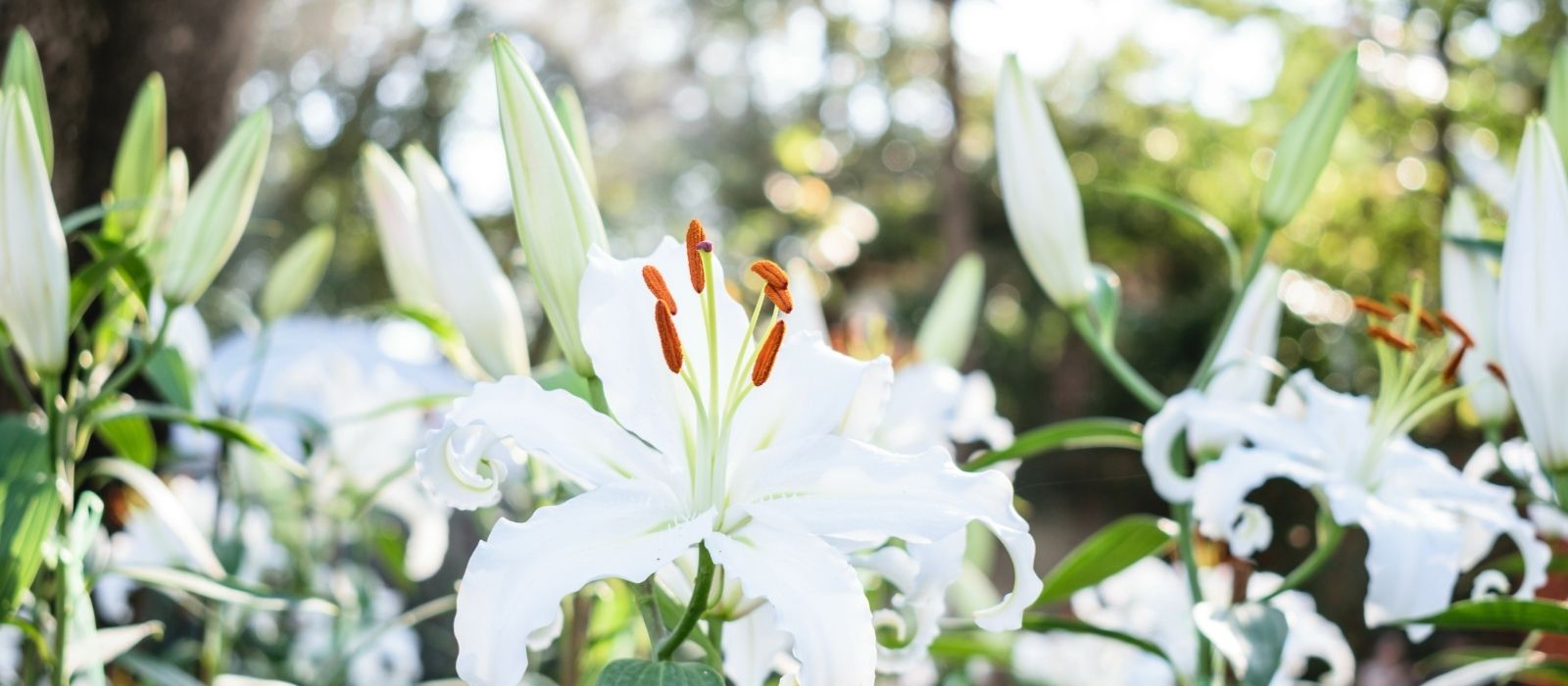 Banner Image Banner Image