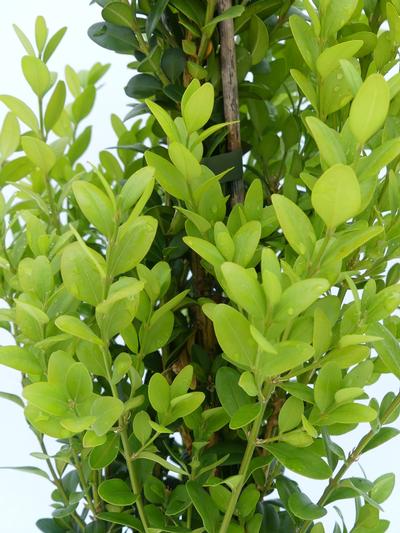 Buxus Graham Blandy 