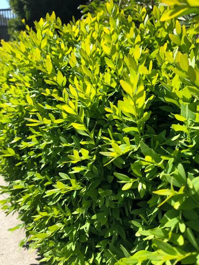 Oderings Garden Centres | Shrub - Buxus Sempervirens 1.3L