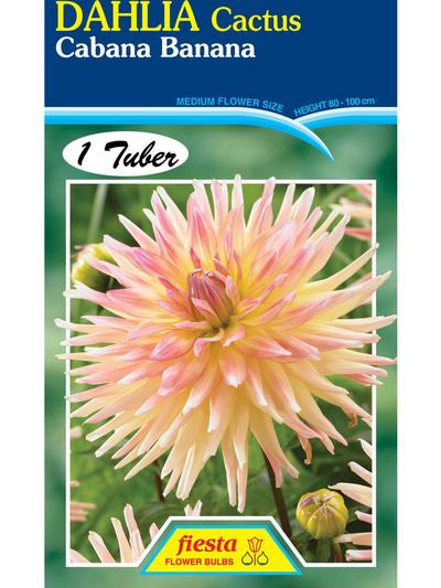 Dahlia Cabana Banana