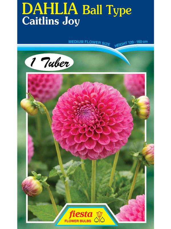 Dahlia Caitlins Joy