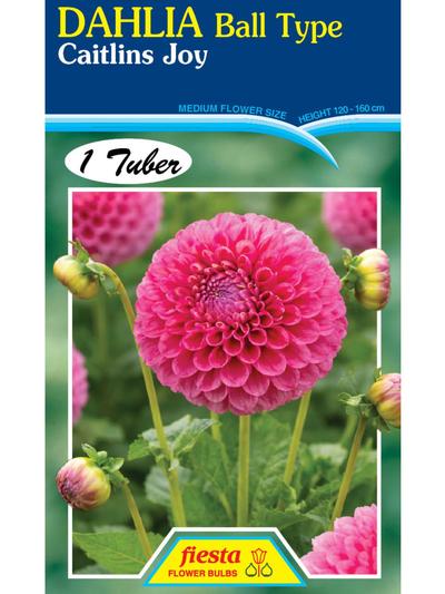 Dahlia Caitlins Joy