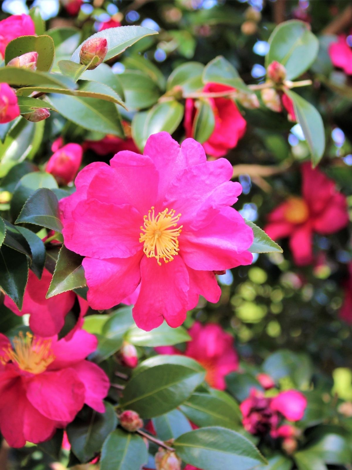 Growing Camellias