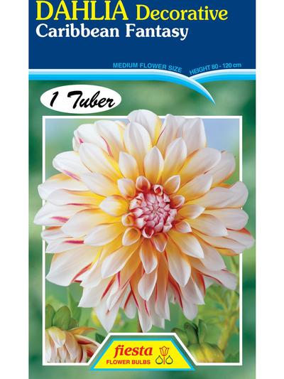 Dahlia Caribbean Fantasy