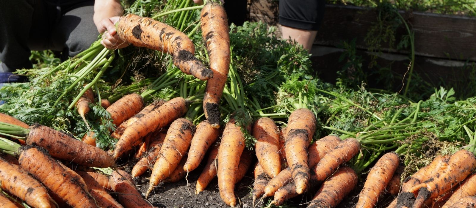 Growing Carrots & Cultivation Tips Growing Carrots & Cultivation Tips