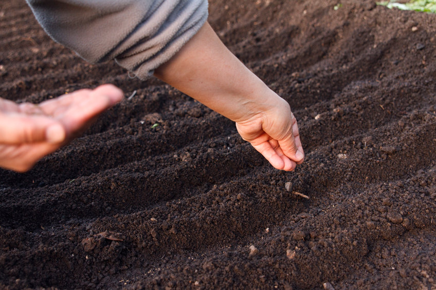 Gardening Guide, Seed Sowing, Sowing in Containers, Direct sowing