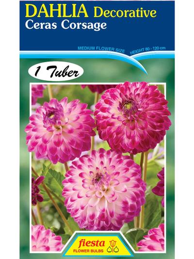 Dahlia Ceras Corsage Dahlia Ceras Corsage