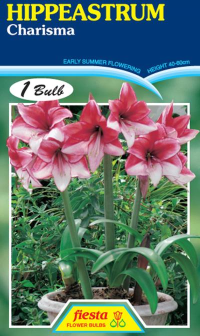 Hippeastrum Charisma