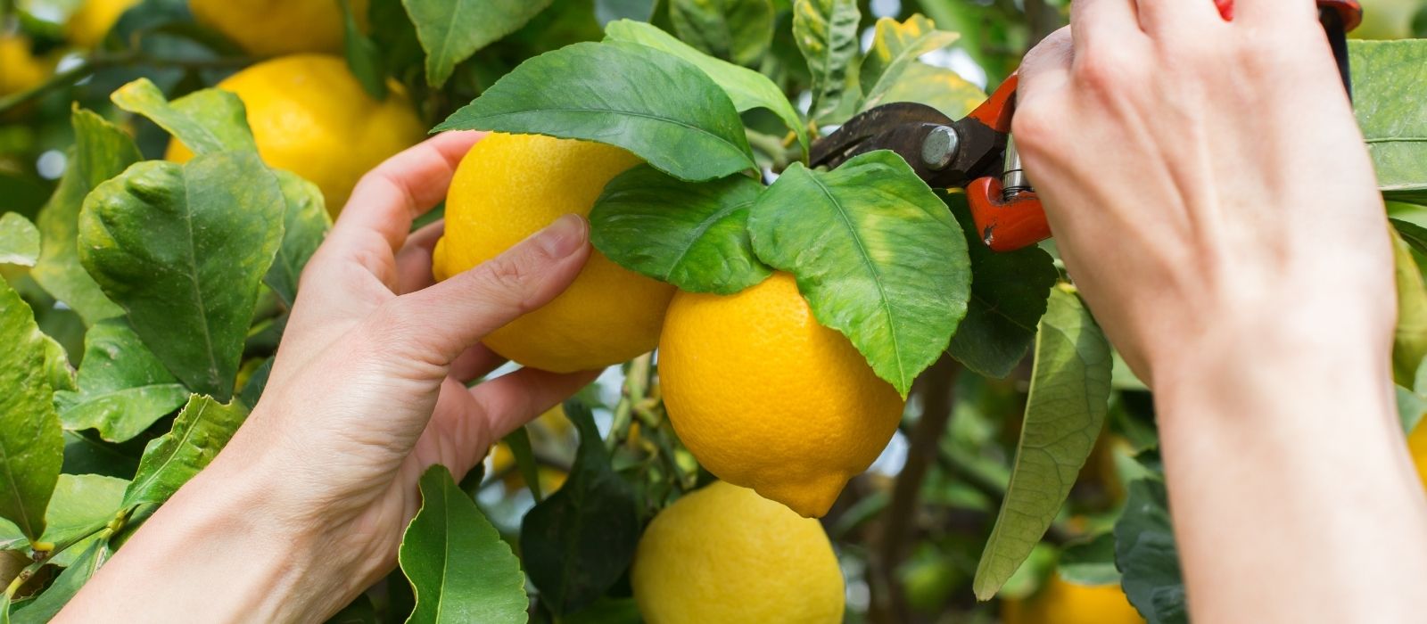Growing Citrus Growing Citrus