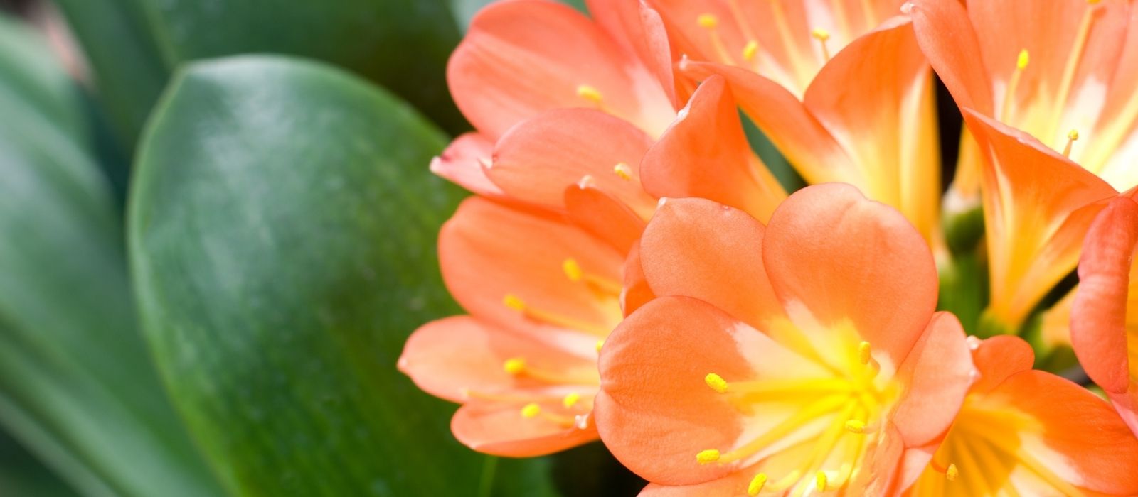 Clivia Clivia