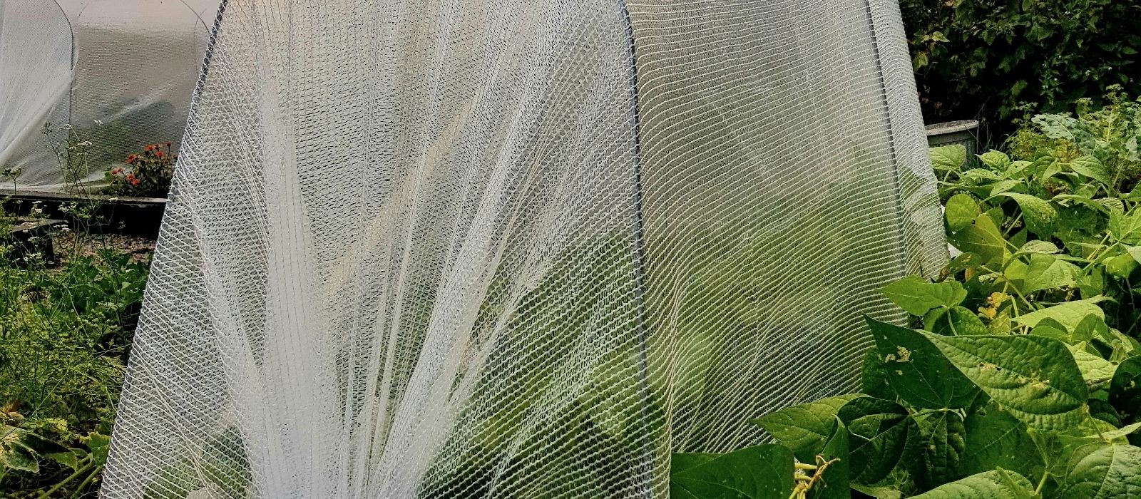 Raised Vegetable Gardens