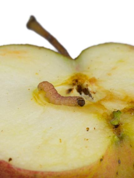 Oderings Garden Centres | Codling Moth Control Measures