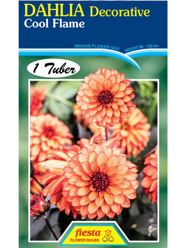 Dahlia Cool Flame