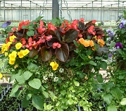 Hanging, baskets