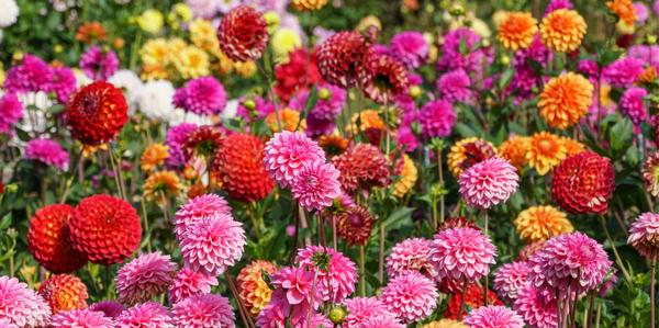 Pre-Order Dahlia Tubers, pre-order, New Season Dahlia Tubers NZ