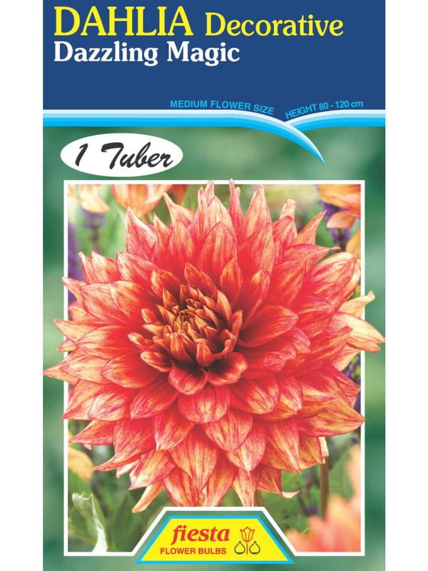 Dahlia Dazzling Magic