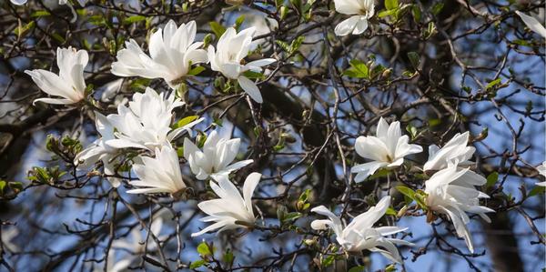 Deciduous Trees, acer maple trees, flowering cherry trees