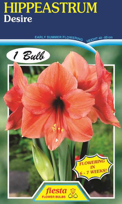 Hippeastrum Desire