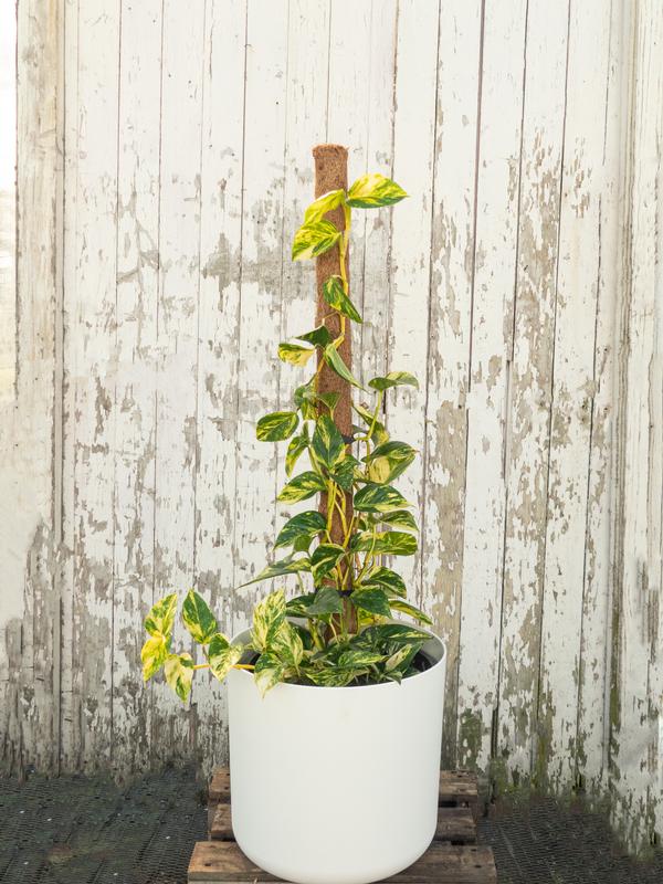 Devils Ivy ´Golden Pothos´ 27cm