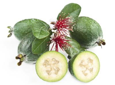 Gardening, Guide, Feijoa