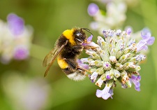 Bee Friendly Gardens