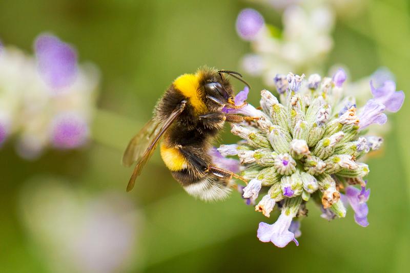 bee friendly, gardens, Bumble, Bees 