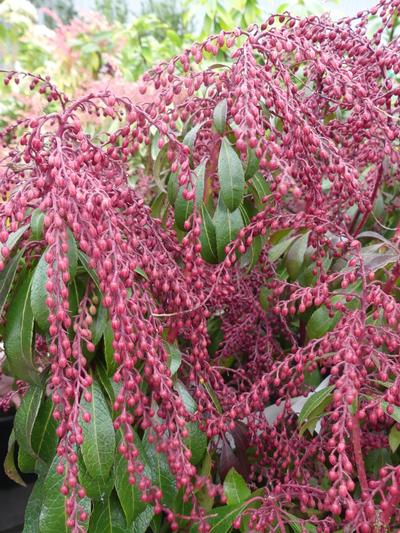 Pieris Dorothy Wykoff