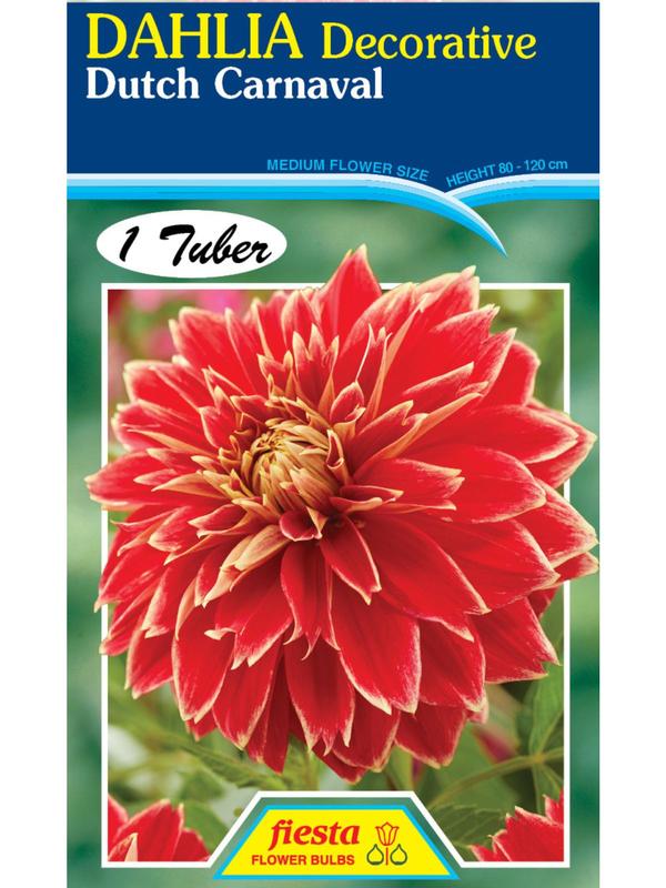 Dahlia Dutch Carnival