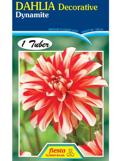 Dahlia Dynamite Dahlia Dynamite