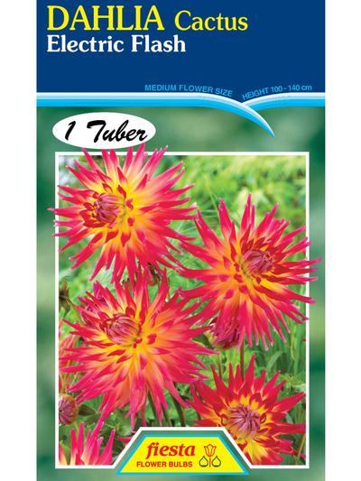 Dahlia Electric Flash Dahlia Electric Flash