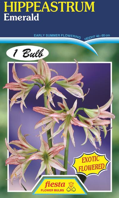 Hippeastrum Emerald