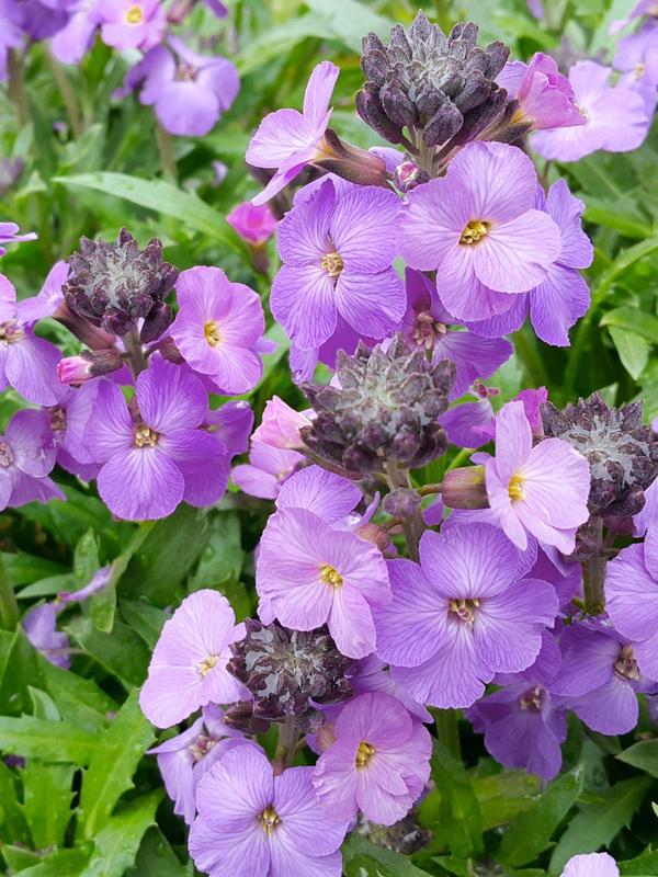 Erysimum Lilac Joy 1.5L
