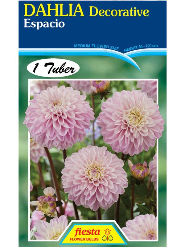 Dahlia Espacio