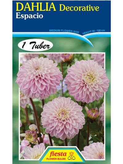 Dahlia Espacio